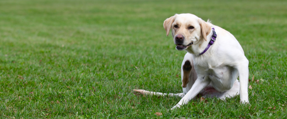 Dog in grass itching itself