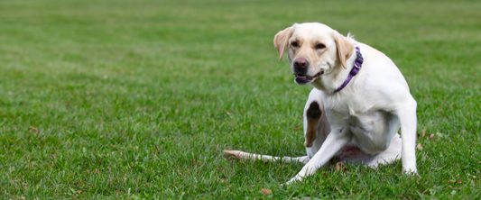 Dog in grass itching itself