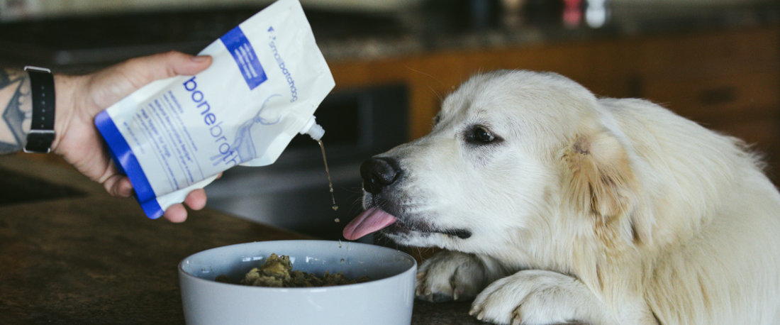 Golden Retriever enjoying food topped with smallbatch shelf-stable bone broth for dogs.