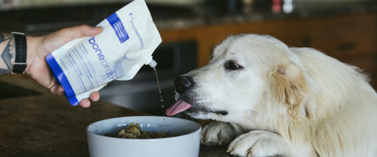 Golden Retriever enjoying food topped with smallbatch shelf-stable bone broth for dogs.