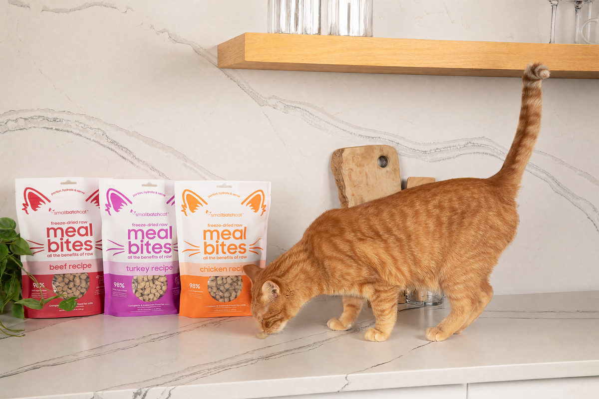 Orange cat sniffing a bowl next to bags of Smallbatch freeze-dried Meal Bites for cats