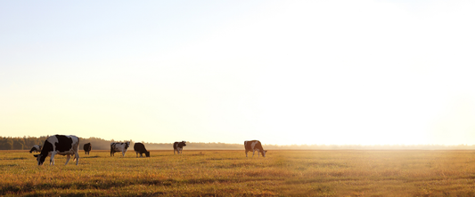 Pasture-raised cows grazing on open grassland at sunset, illustrating sustainable and humane farming practices