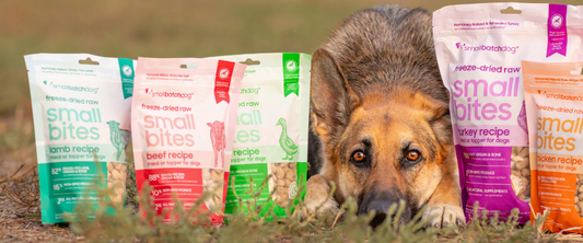 Dog lying behind smallbatch freeze-dried small bites dog food packages outdoors