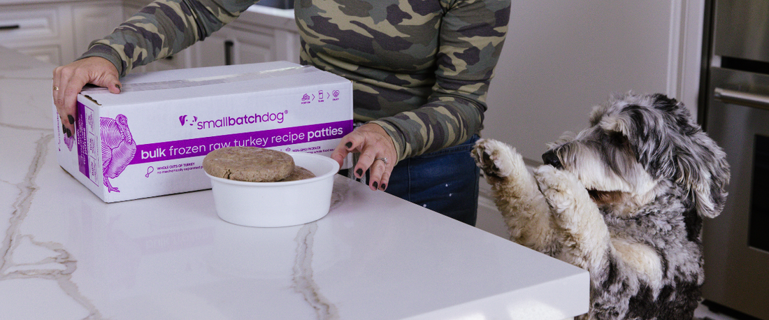 Serving smallbatch frozen raw turkey recipe patties to a dog at a kitchen counter