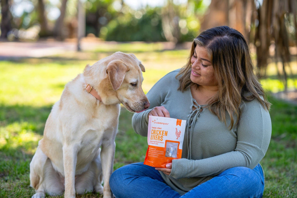 Yellow Labrador sniffing a bag of Smallbatch freeze-dried chicken liver treats held by its owner