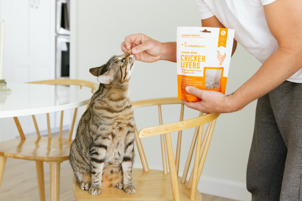 Tabby cat on a chair taking a Smallbatch freeze-dried chicken liver treat from a hand