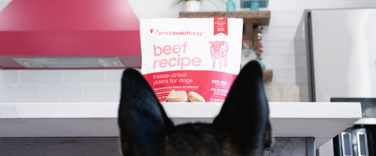 Dog looking at smallbatch freeze-dried beef recipe dog food on a kitchen counter