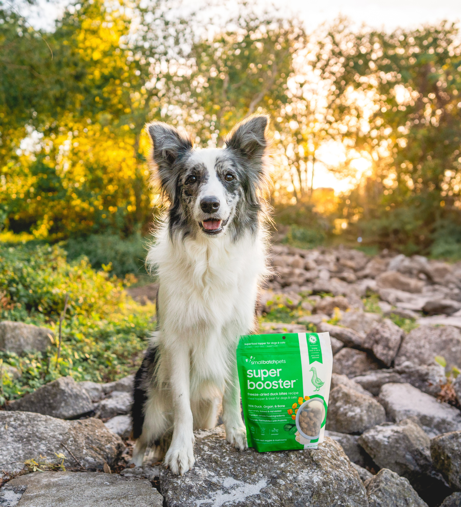 Duck for Dogs & Cats