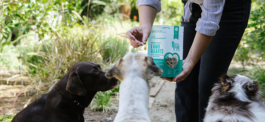 Person handing out smallbatch lamb heart treats to dogs