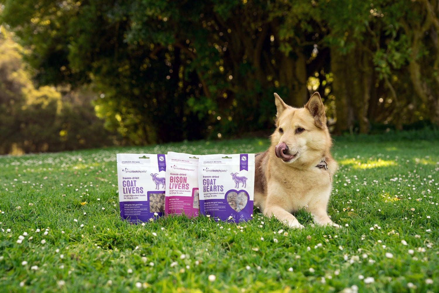 bison and goat treats next to a dog in a field.