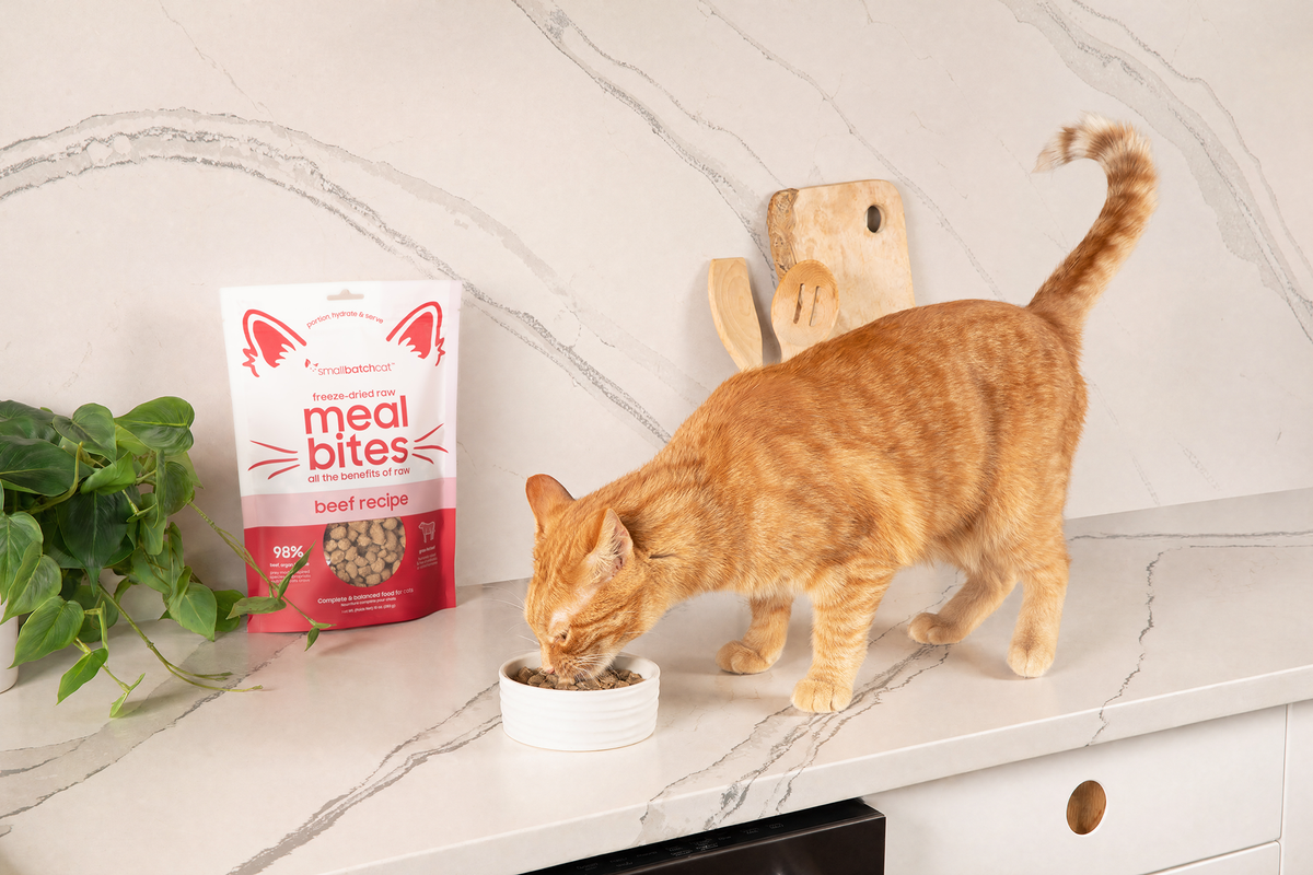 Orange tabby cat eating from a bowl beside a bag of Smallbatch freeze-dried beef Meal Bites