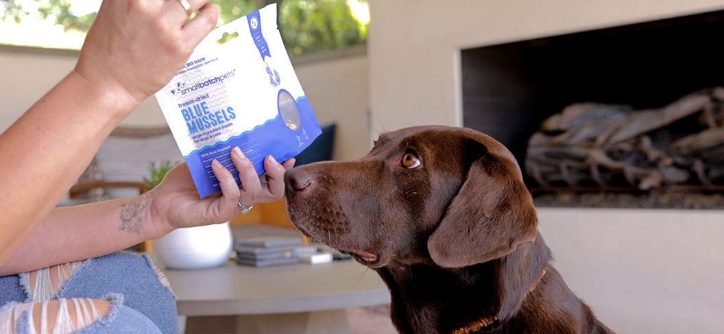 Person feeding a dog freeze-dried blue mussel treats