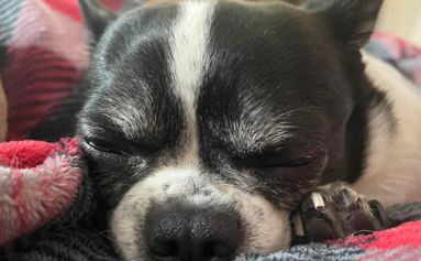 Small black and white dog sleeping on a red and gray checkered blanket