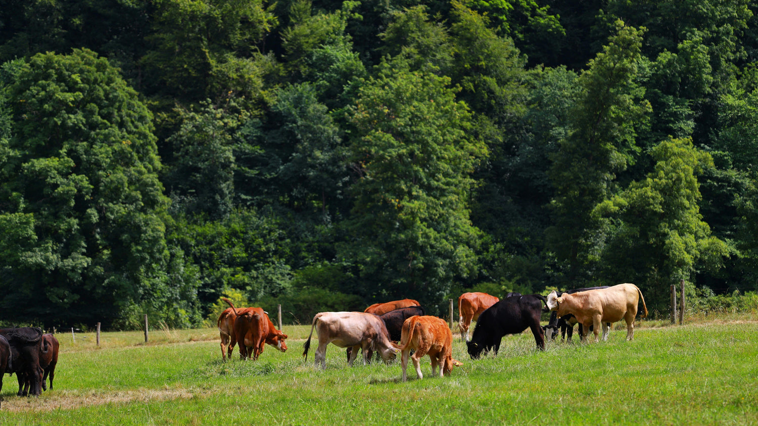 Several cows eating grass in a field.