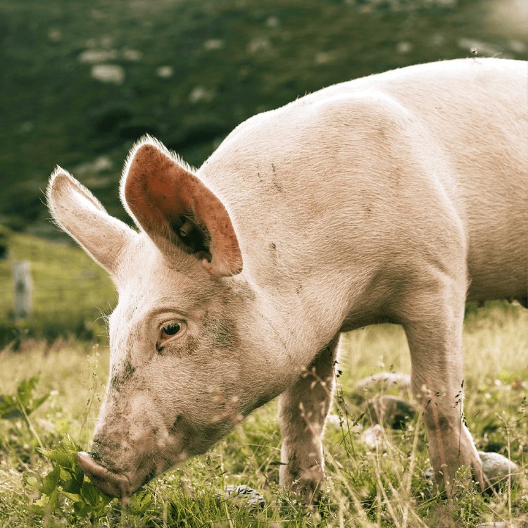 Pig eating grass in a field.