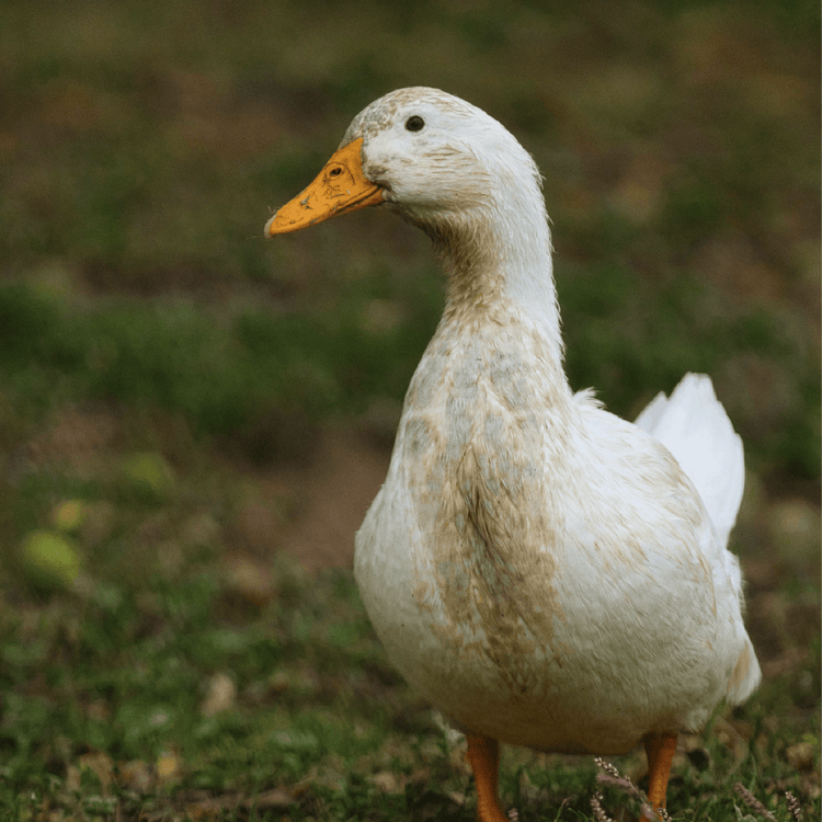 White duck standing in field.