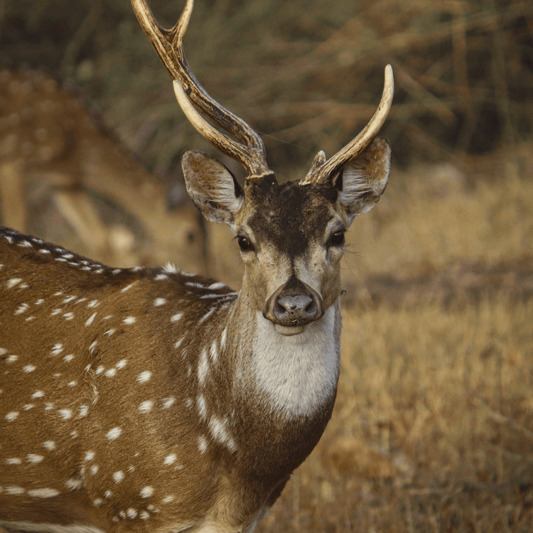 Spotted deer with antlers in a field.