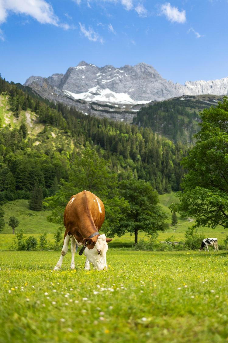 Cow in a field eating grass near mountains.