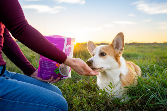 Person kneeling and feeding a corgi smallatch super boosters in a field.
