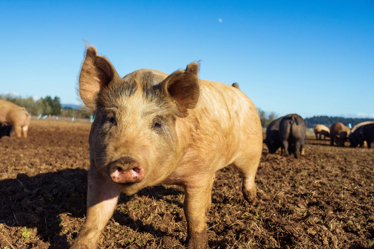 Close up of a pig in a pasture with other pigs in the background.