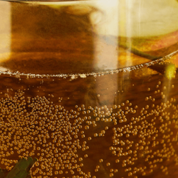 Close up view of apple cider vinegar in a glass.