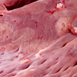 Close up view of raw beef heart.