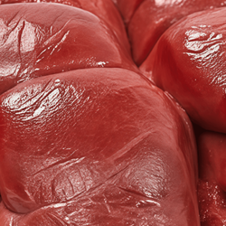 Close up view of raw beef kidneys.