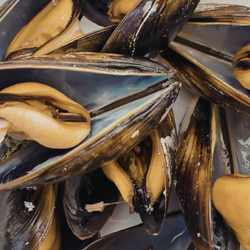 Close up view of a pile of opened mussels.