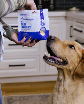 Dog sniffing a package Blue Mussels