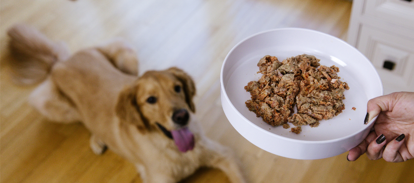 Dog looking at a bowl of food held by a person on a wooden floor.