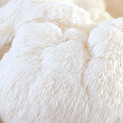 Close up view of a white lion's mane mushroom.