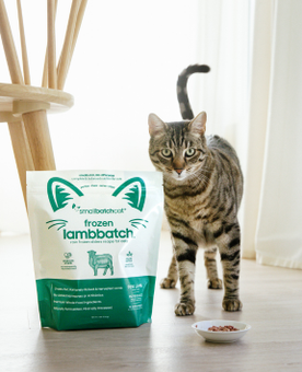 Cat standing next to a bag of frozen lambbatches with a white background