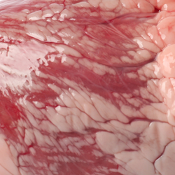 Close up view of raw pork heart.