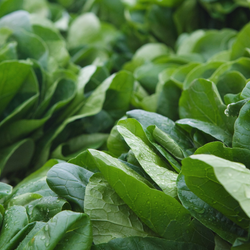Close up view of fresh spinach bunches.