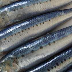 Close up view of several raw sardines.