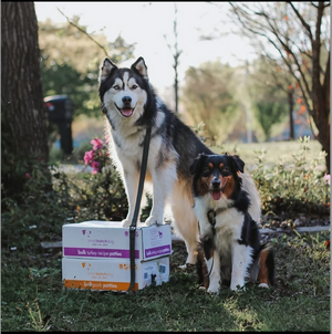 Two dogs outside standing on smallbatch frozen patties looking at the camera.