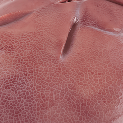 Close up view of raw turkey liver.