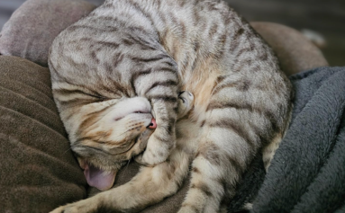 Cat sleeping on a person's lap with a blurred background