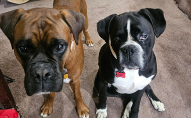 Two dogs, one brown and one black and white, sitting on a carpeted floor.