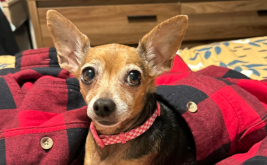 Small dog wearing a red and black checkered shirt with a pink collar.