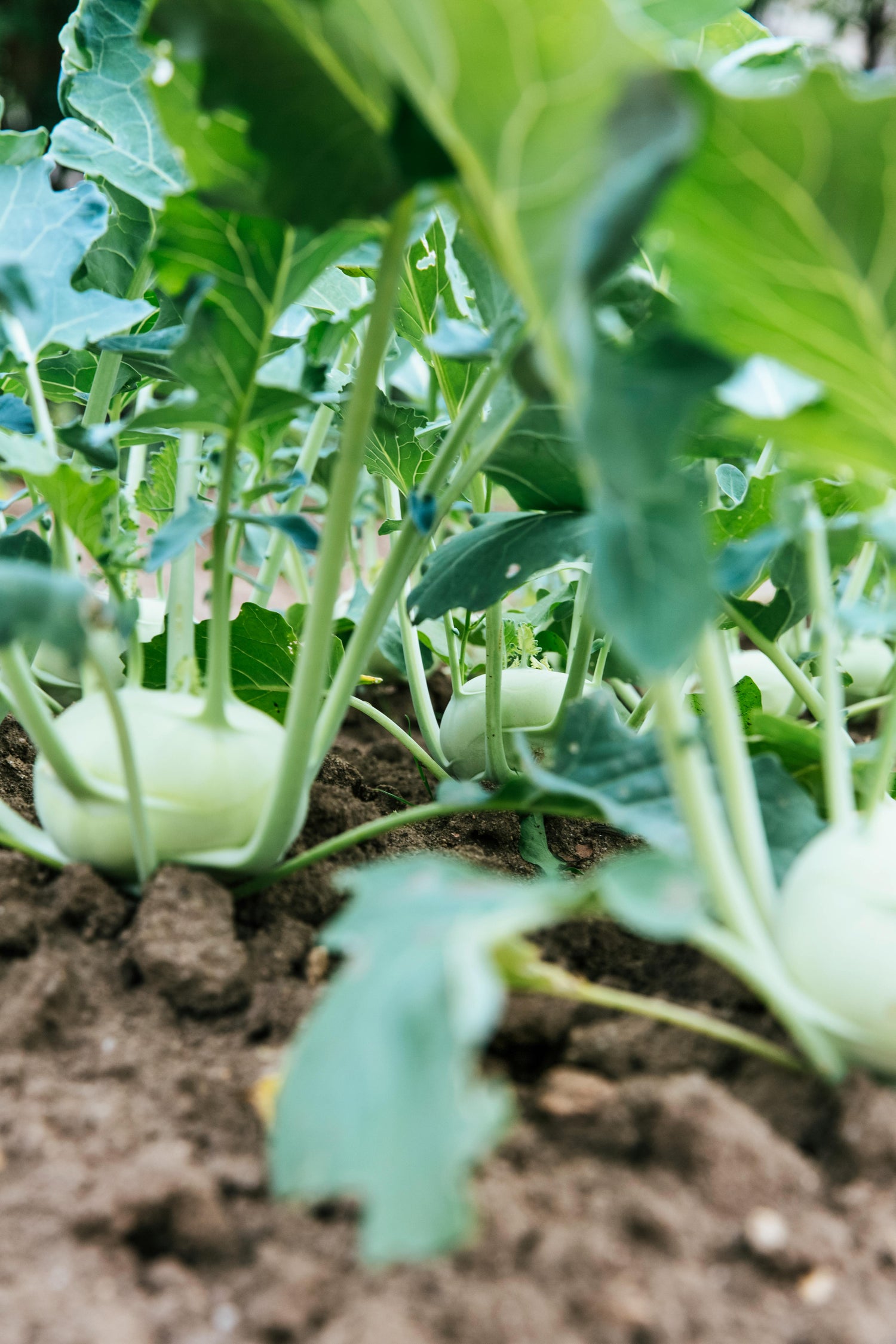 Close up view of bok choy planted in ground.