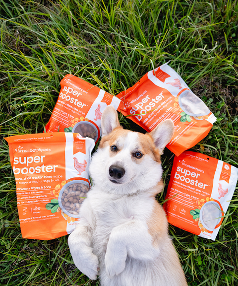 Dog sitting on grass with Super Booster pet supplement packages around it