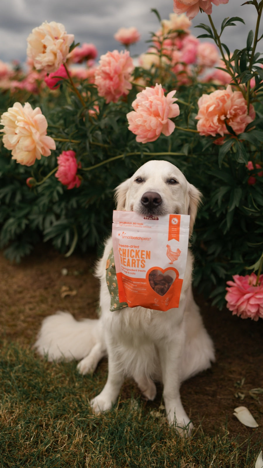 Golden retriever holding a Smallbatch Chicken Hearts bag among peonies