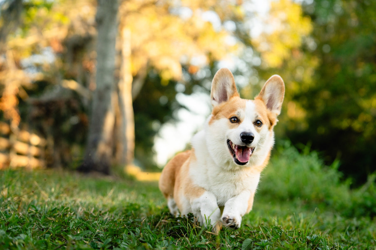 Corgi running on a trail