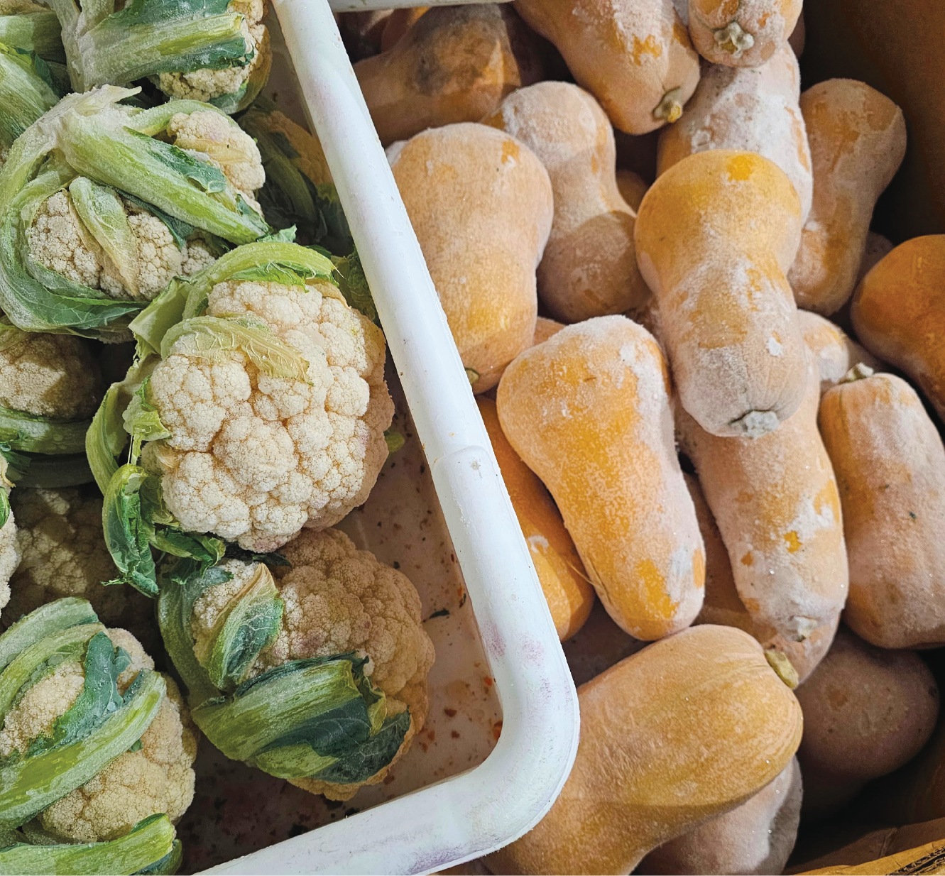 Many heads of cauliflower and butternut squash piled in bins.